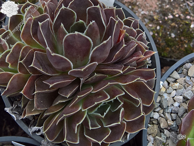 Korspelse Kolbrun / Jovi