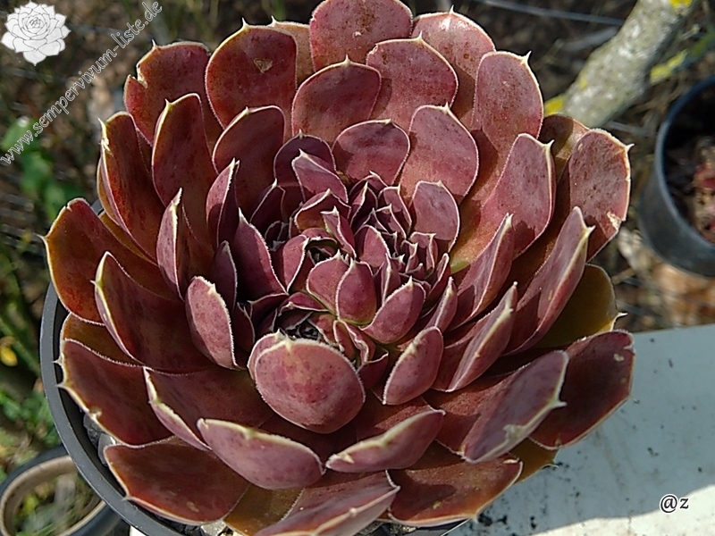 Korspelse Kolbrun / Jovi