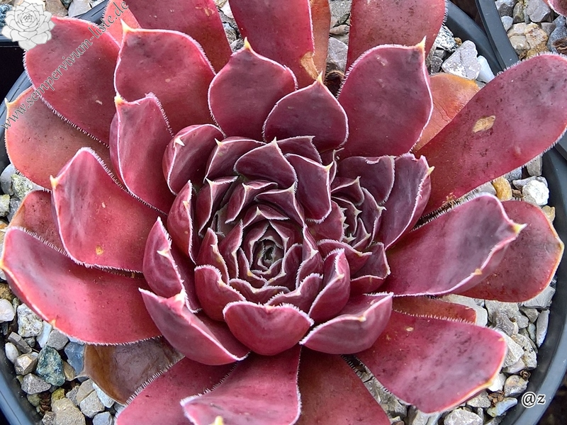 Korspelse Senne Show / Jovi