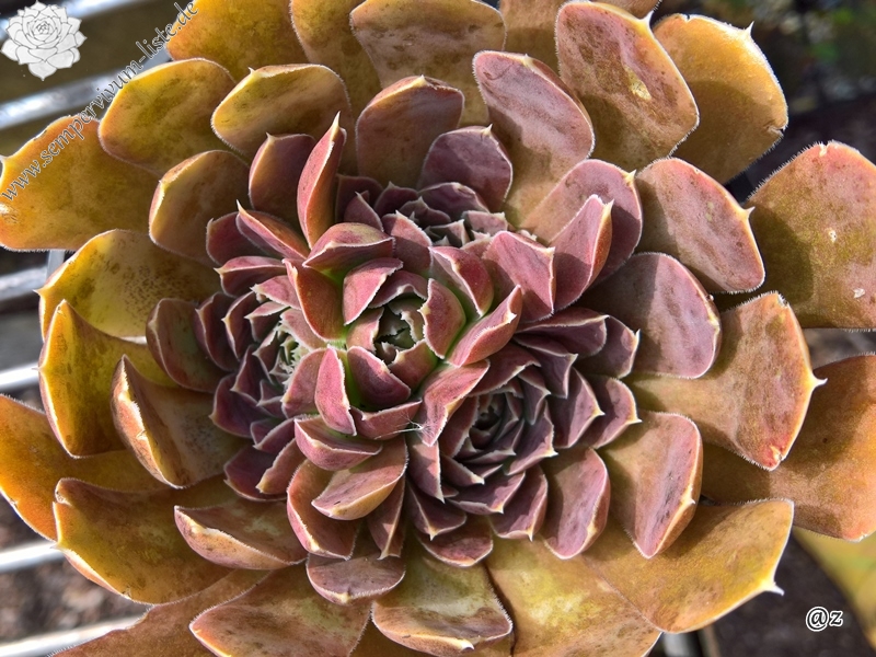 Korspelse Kolbrun / Jovi