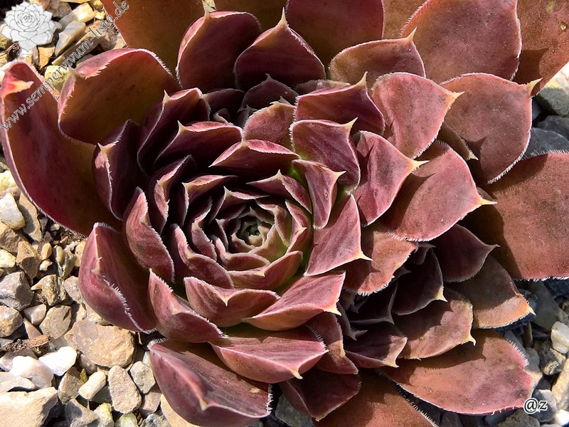 Korspelse Senne Show / Jovi