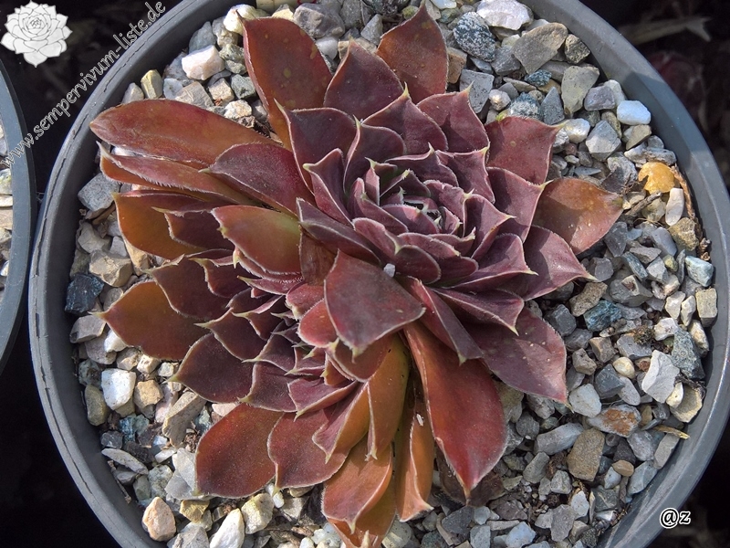 Korspelse Senne Show / Jovi