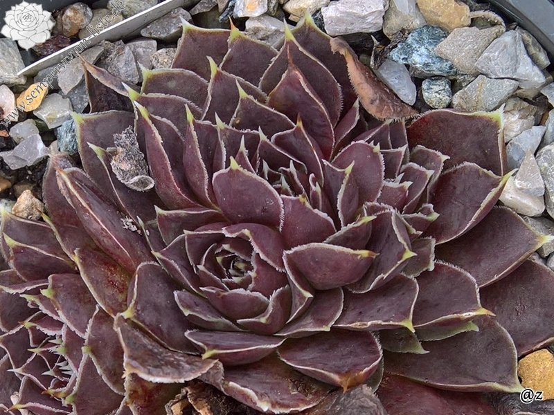 Korspelse Kolbrun / Jovi