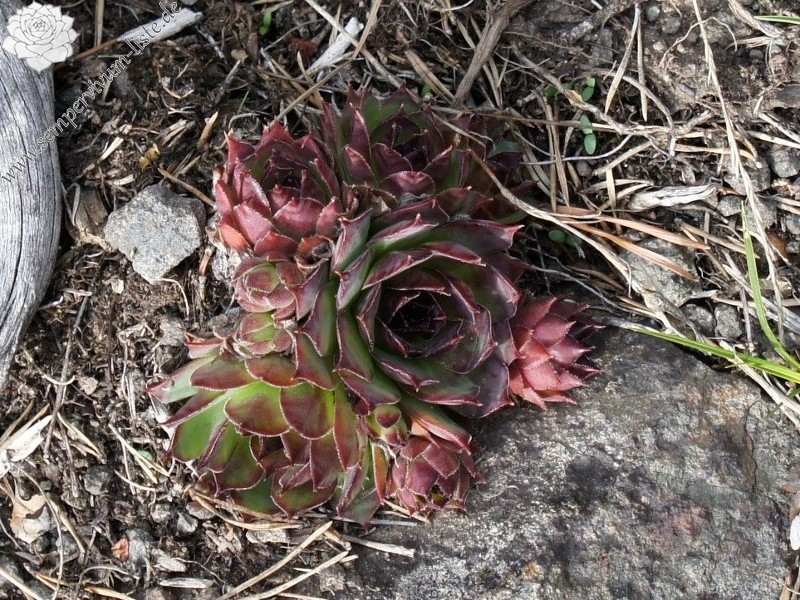 tectorum var. tectorum from Villnösstal (bei St. Jakob)