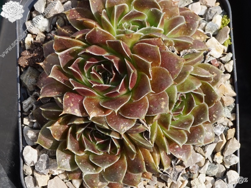 Camelopardalis / Jovi