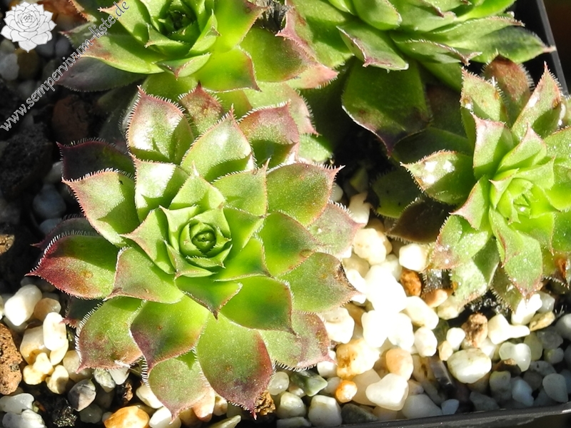 tectorum var. tectorum (juratense)