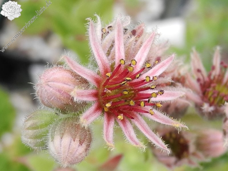 tectorum var. tectorum (juratense)
