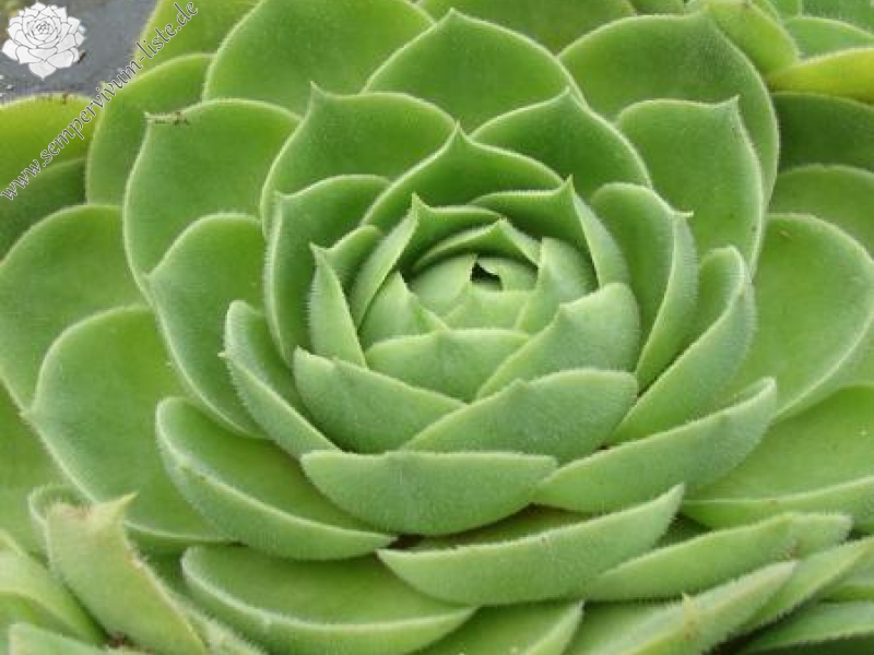 wulfenii ssp. juvanii