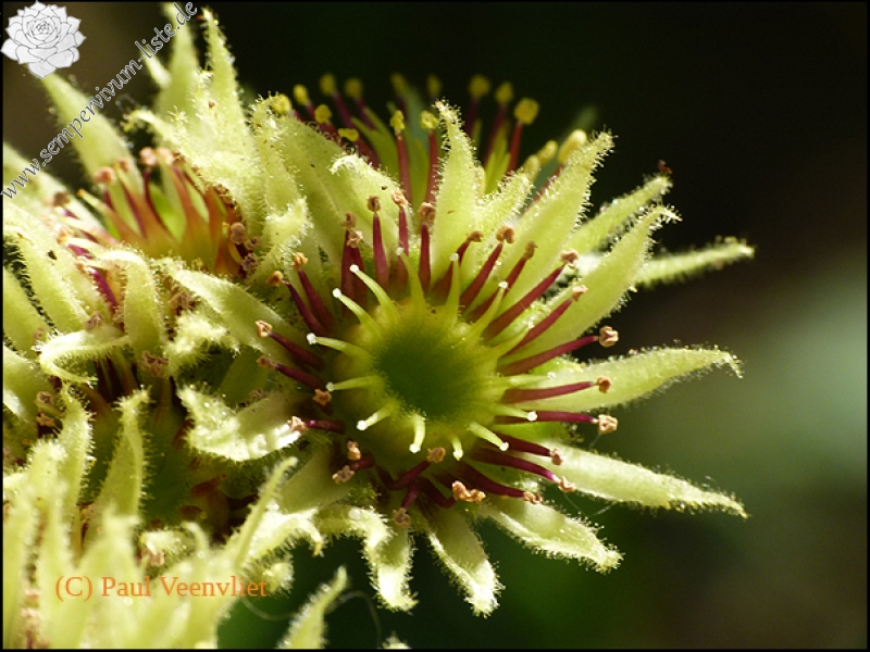 wulfenii ssp. juvanii