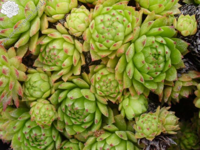 montanum (monticolum)