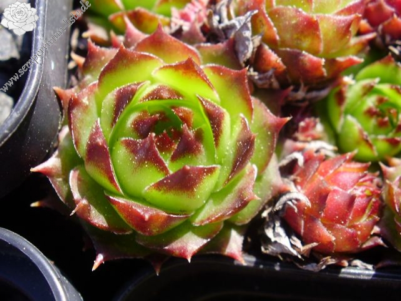 tectorum var. tectorum (clusianum)