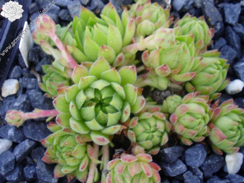 marmoreum ssp. reginae-amaliae (macedonicum)