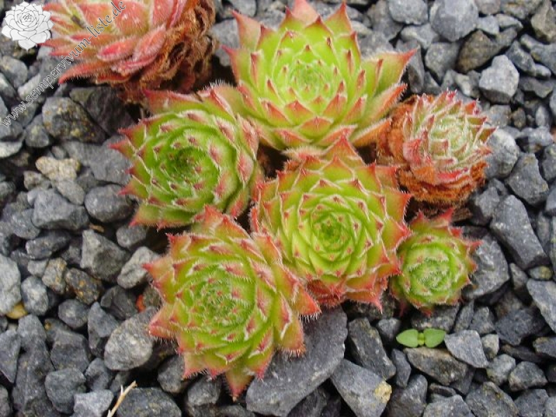tectorum var. arvernense (italicum)