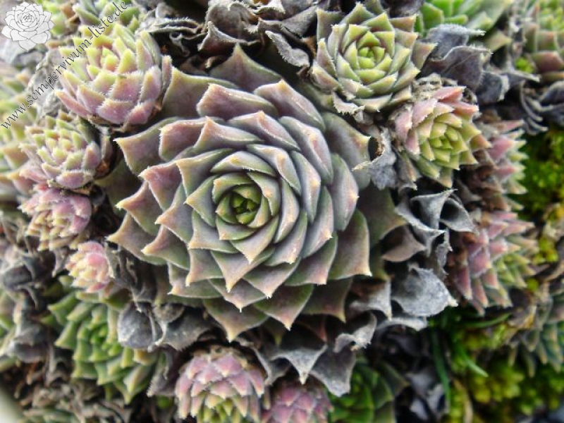 marmoreum ssp. erythraeum