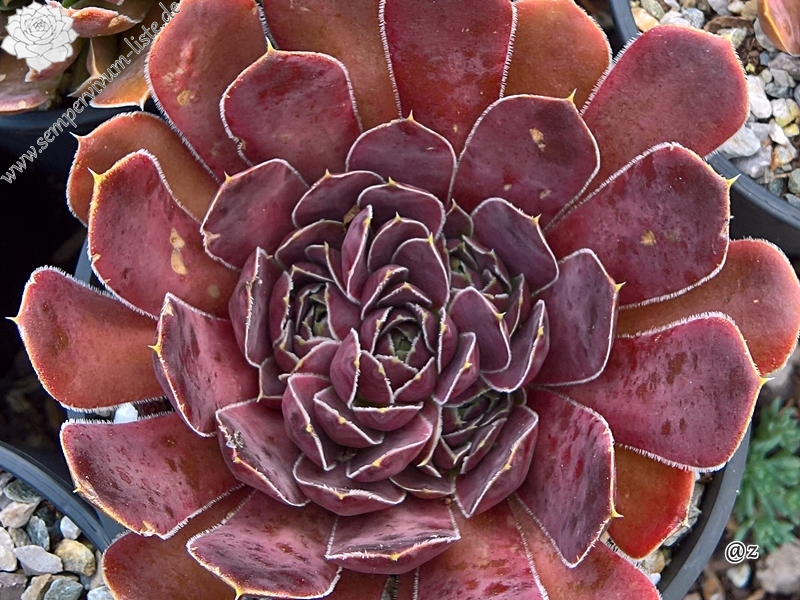 Korspelse Senne Cherry / Jovi