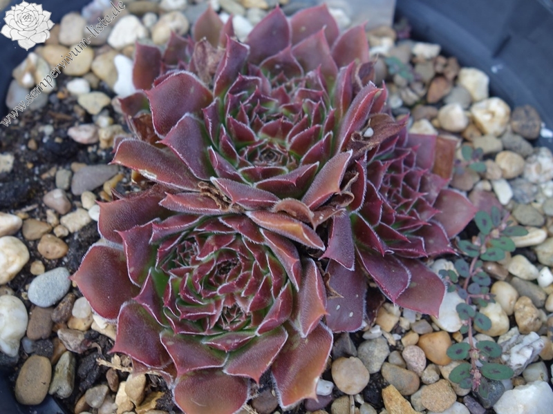 Korspelse Kineswide / Jovi