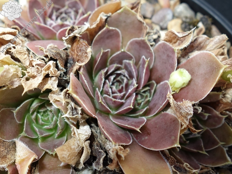 Korspelse Senne Cherry / Jovi