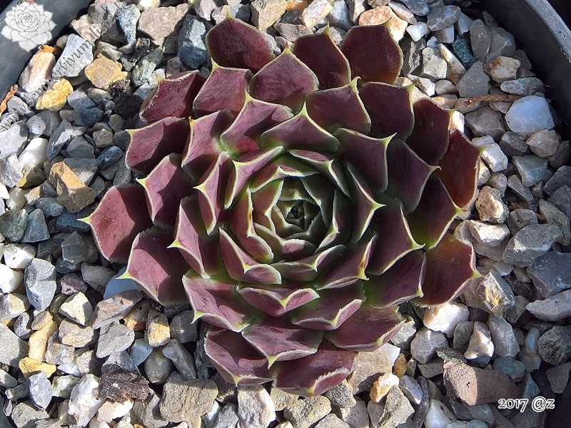 Korspel Secret / Jovi