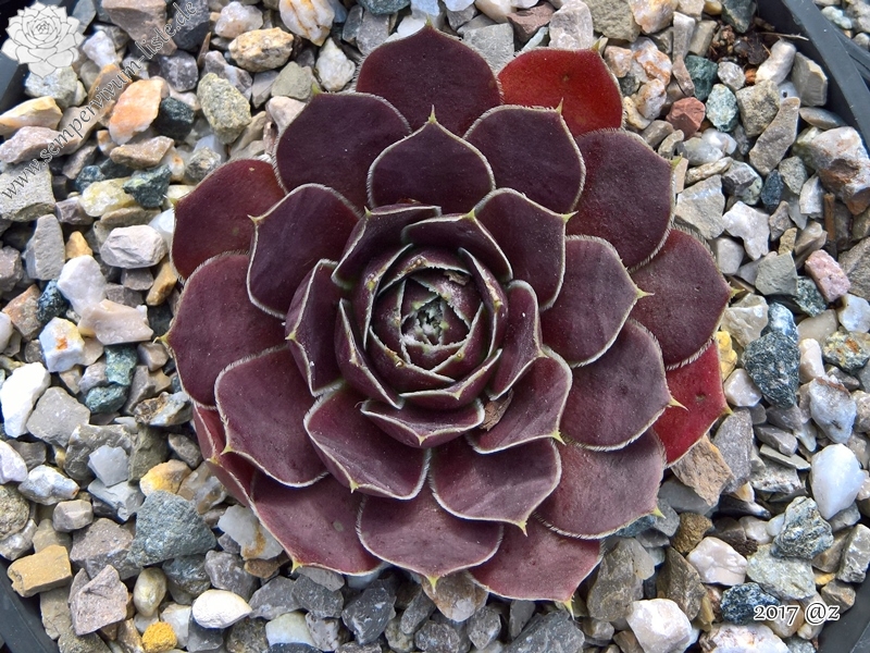 Korspelse Senne Cherry / Jovi