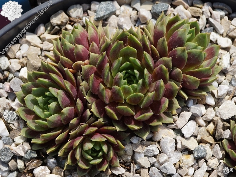 Appel Brunnette / Jovi