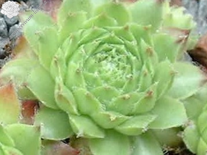 Lunde