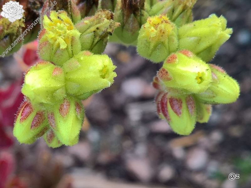 Korspelse Senne Cherry / Jovi