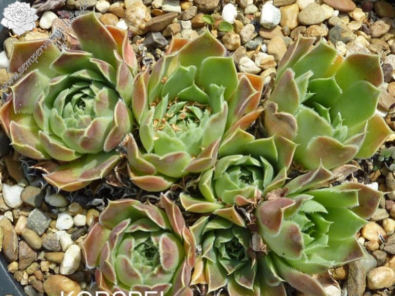 Korspel Lover Lever / Jovi