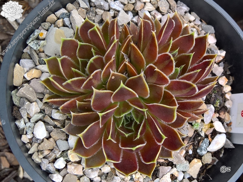 Korspelse Peyrinne / Jovi