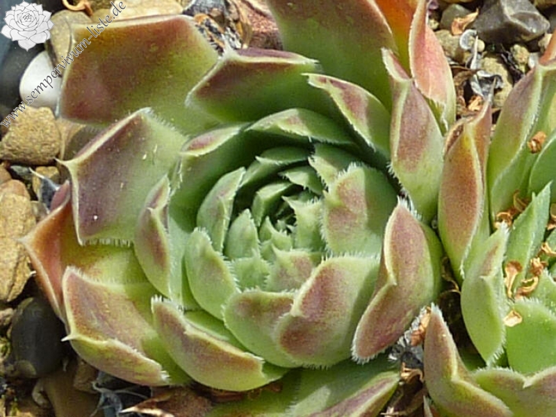 Korspel Lover Lever / Jovi