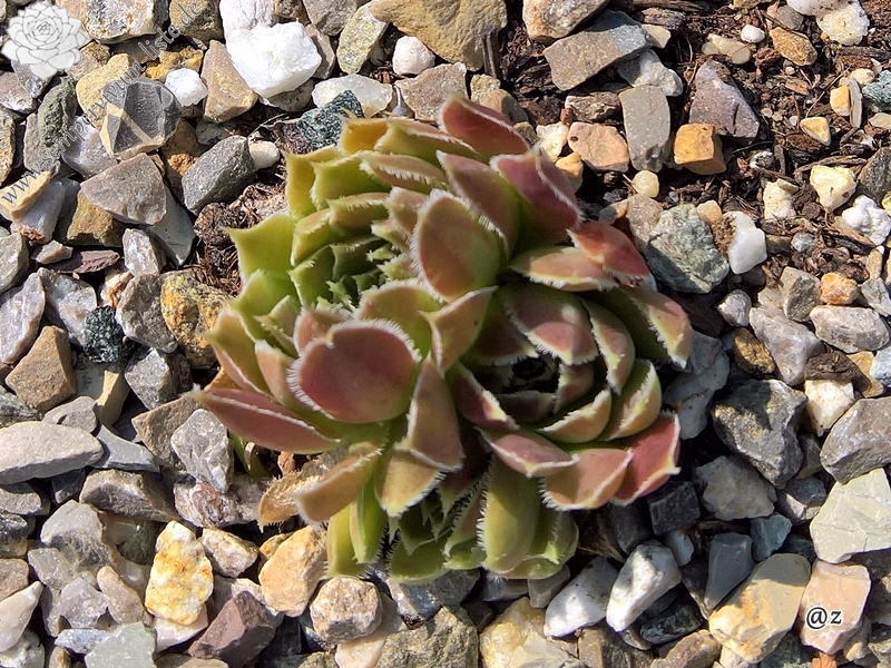 Korspelse Peyrinne / Jovi