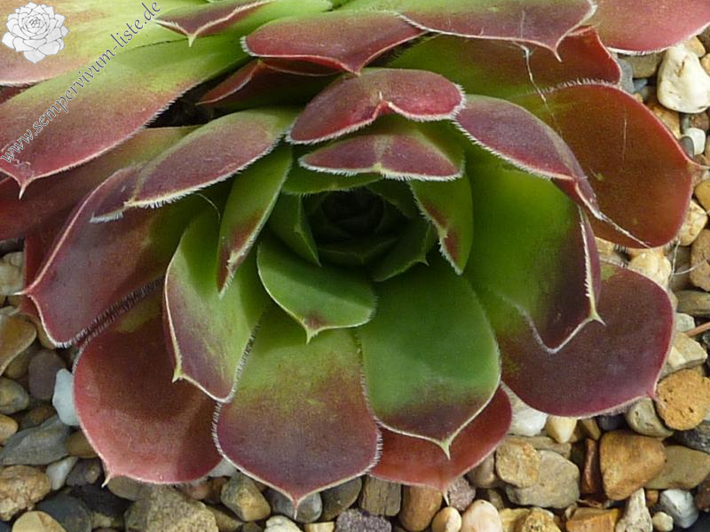 Korspel Rouge / Jovi