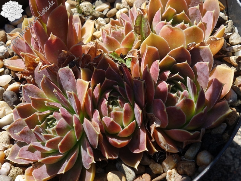 Korspelse Senne Beauty / Jovi