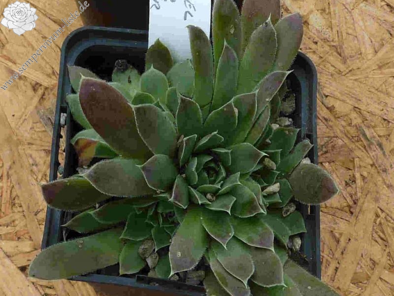 Korspel Lover Lever / Jovi