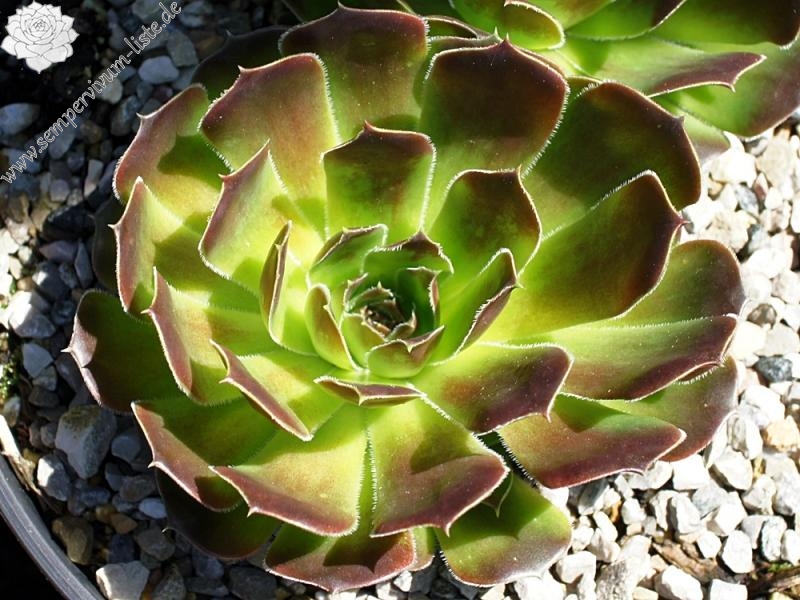 Korspel Rouge / Jovi