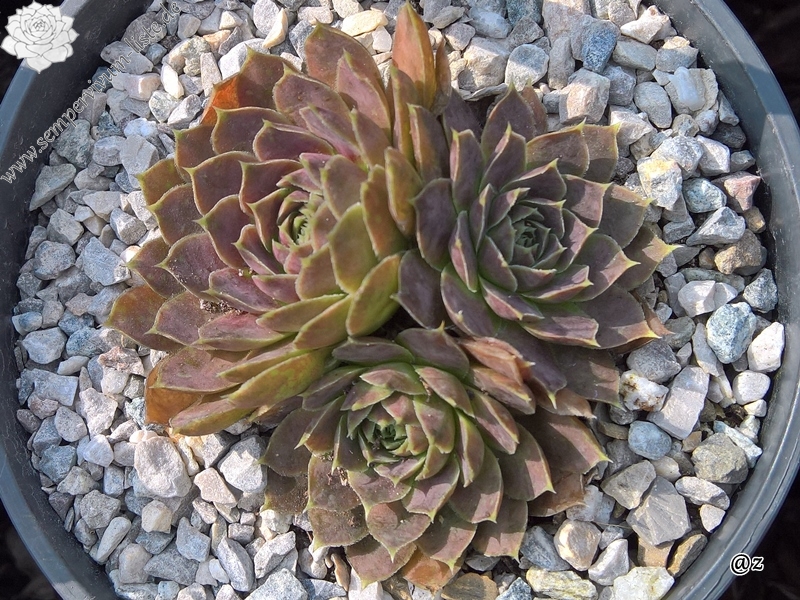 Korspelse Senne Beauty / Jovi