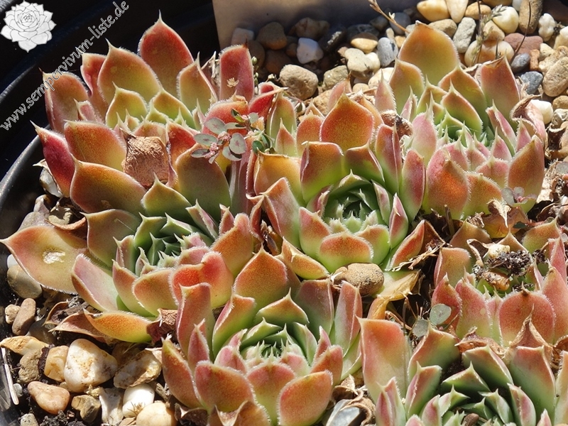 Korspel Lover Lever / Jovi