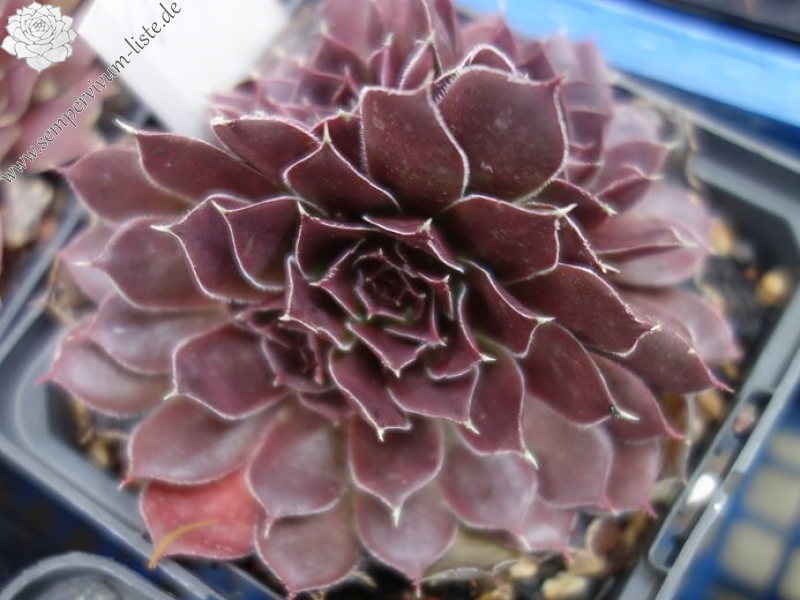 Korspelse Peyrinne / Jovi