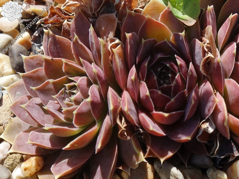 Korspelse Senne Beauty / Jovi