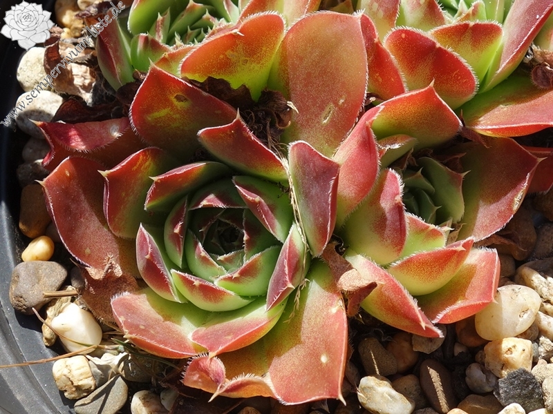 Korspel Rouge / Jovi