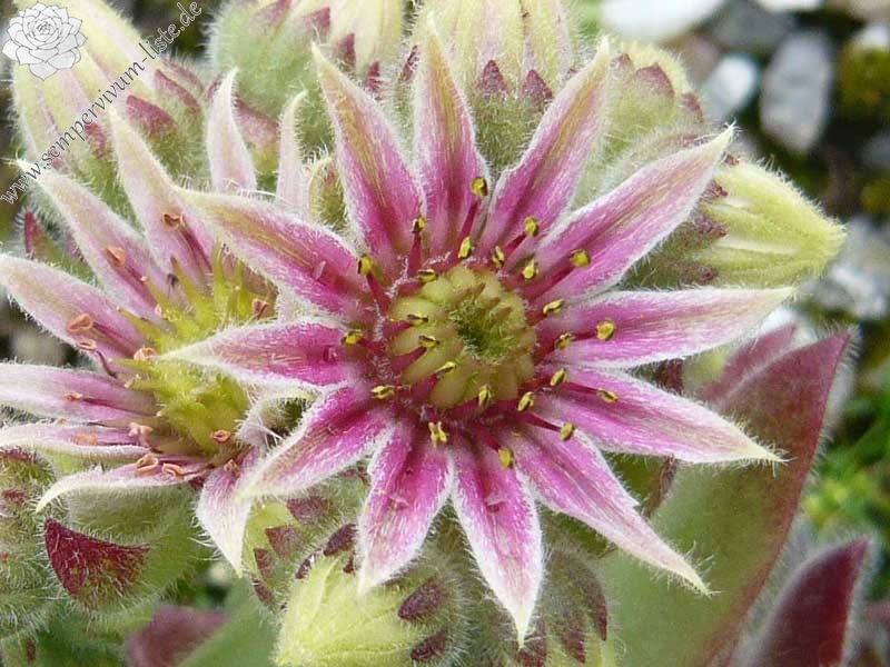 Lee Clair's Hybrid No. 4