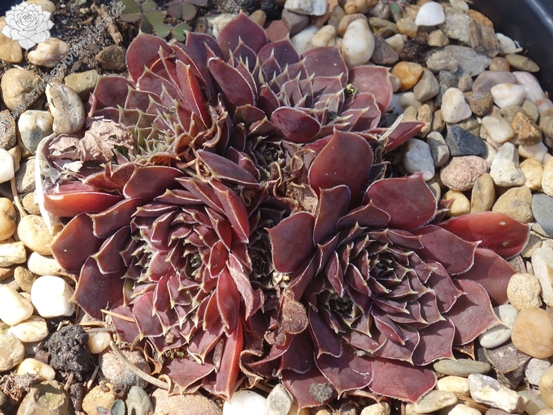 Korspelse Nofeya / Jovi