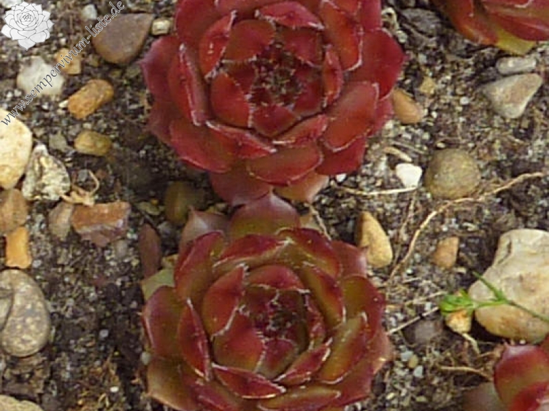 Korspelse Peroline