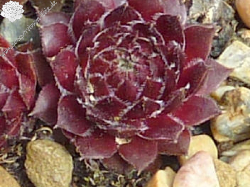 Korspelse Schone
