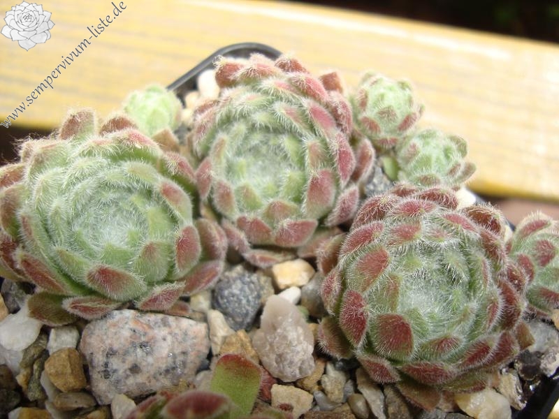 Lee Clair's Hybrid No. 4