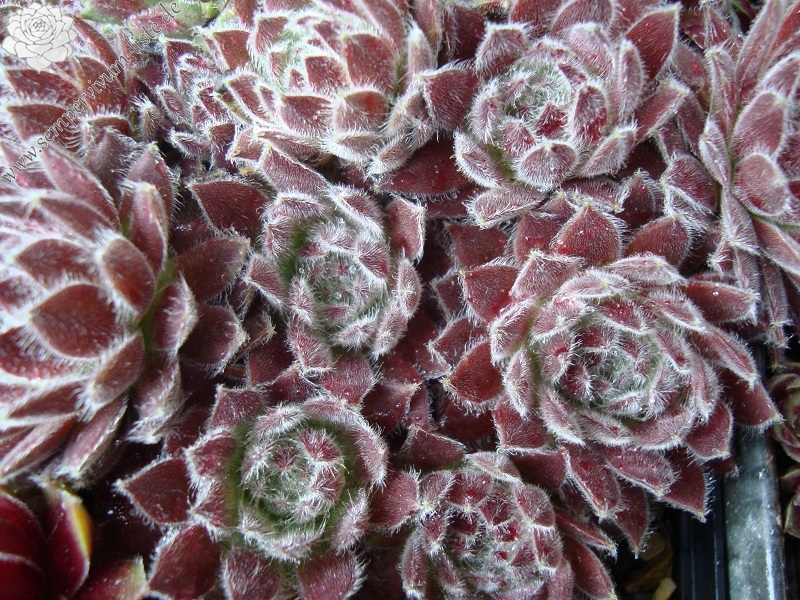 Lee Clair's Hybrid No. 4