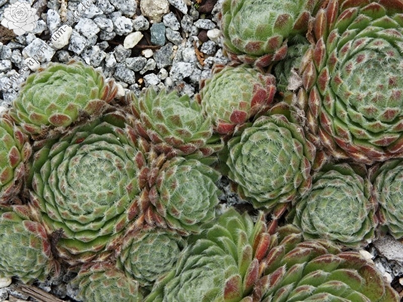 Lee Clair's Hybrid No. 4