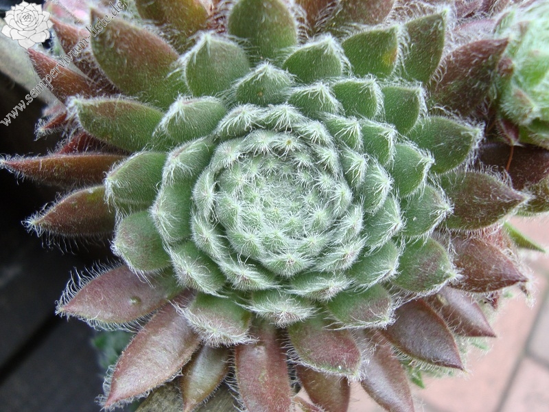 Lee Clair's Hybrid No. 4