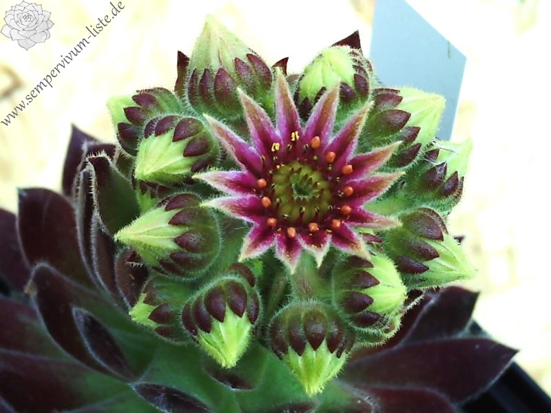 Lee Clair's Hybrid No. 4