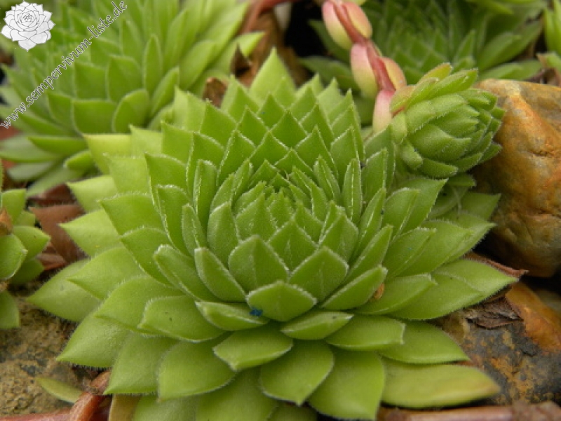 marmoreum ssp. reginae-amaliae (macedonicum) from Ljuboten