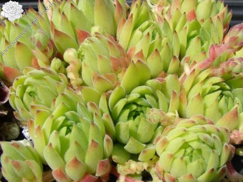 marmoreum ssp. reginae-amaliae (macedonicum) from Mts. Vardousia